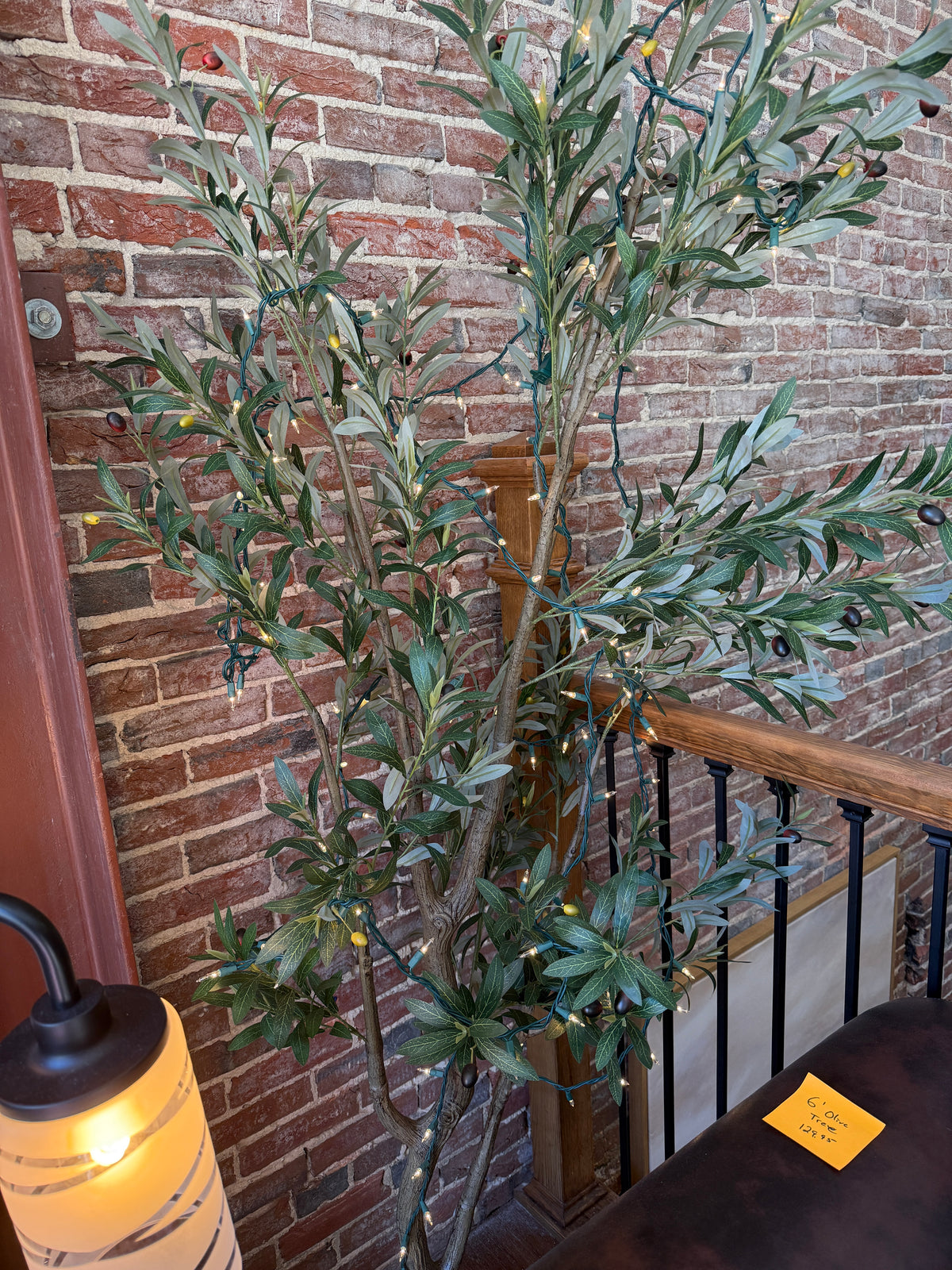 6' Olive Tree